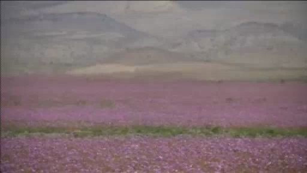 Bellísimo florecimiento del desierto de Atacama por las intensas lluvias