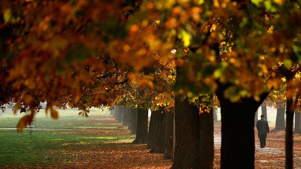 ¡Adiós a la estación de la caída de la hoja!