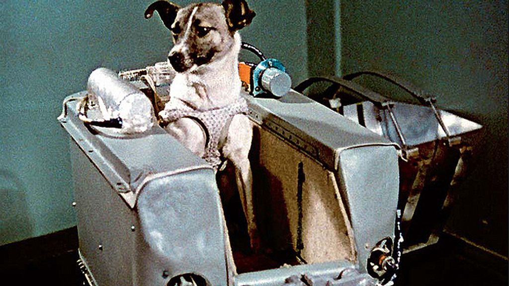 Laika fue el primer ser vivo en orbitar  la Tierra
