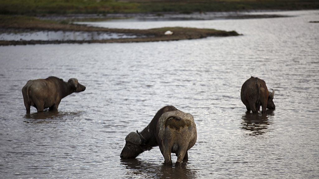 El hogar de grandes animales africanos