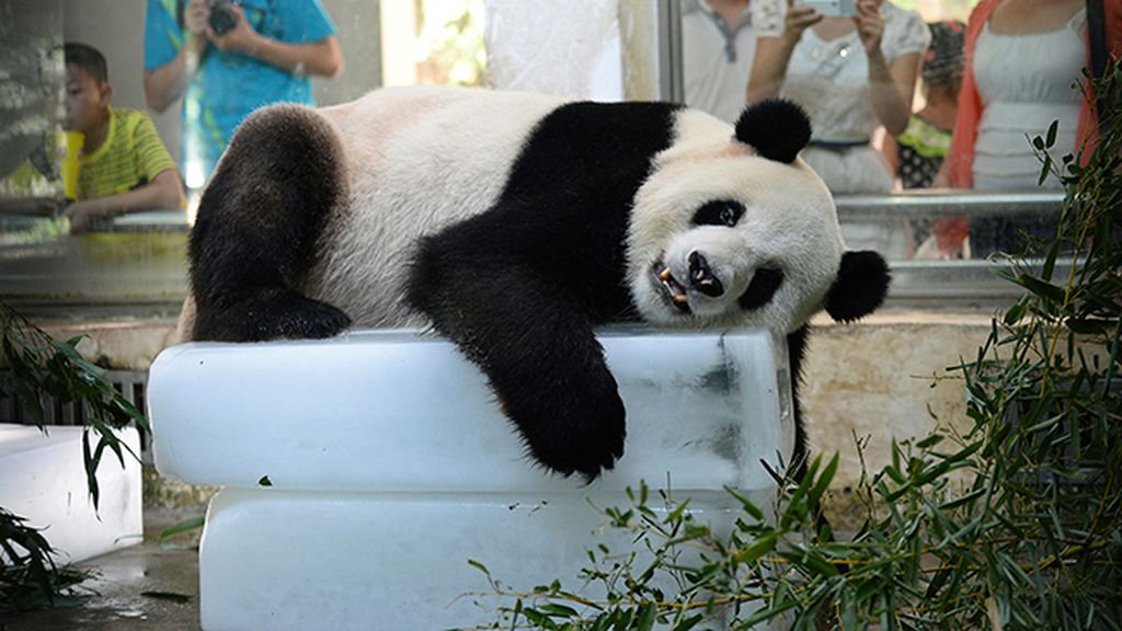 Una cama de hielo para sobrevivir