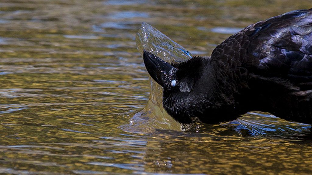 El cuervo que sabía nadar de espaldas