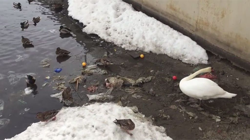 Vídeo viral: un cisne quita la basura de una laguna contaminada para poder nadar