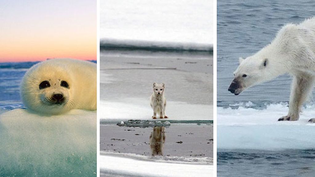 Una imagen vale más que mil palabras: te damos once