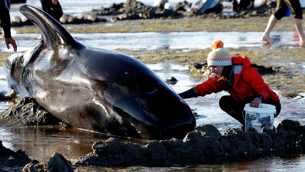 300 ballenas ‘se suicidan’ en Nueva Zelanda... y nadie sabe por qué