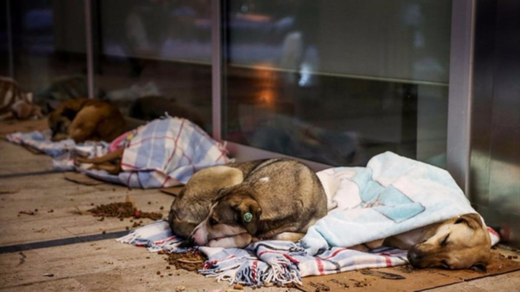 Las fotos que han dado la vuelta al mundo: un centro comercial refugia a perros del frío