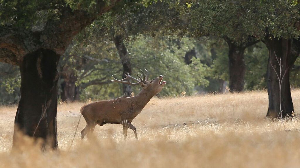 Berrea, frondosos bosques y el Río Tajo: Todo esto en el Parque Nacional de Monfragüe