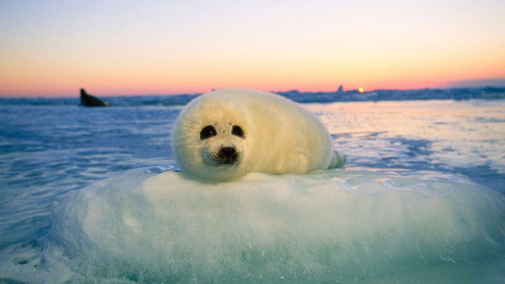 El deshielo del Ártico hace que las focas se ahoguen por falta de espacio