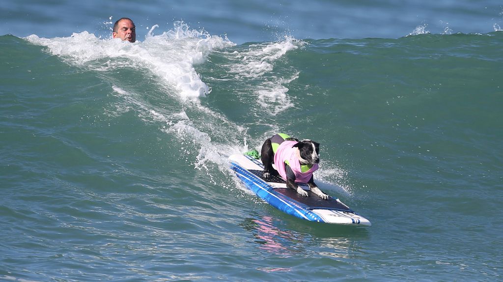 Bono y el resto de canes han competido por ver quién es el rey de las olas