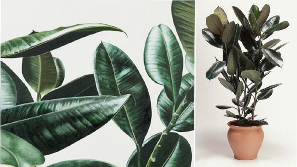 Ficus robusta: acaba con el formaldehído y ayuda a mantener la humedad