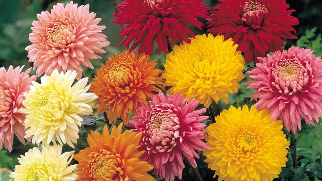 Crisantemos: mucho color y expertos eliminando el amoníaco del ambiente