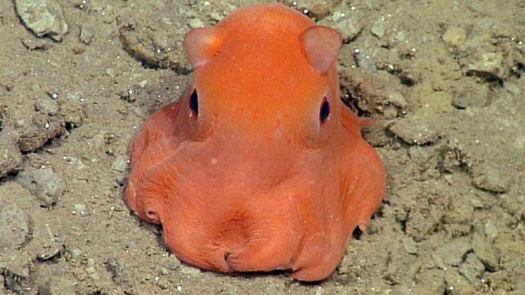 El calamar 'ojos saltones' y otros animales que parecen de peluche ¡pero son reales!