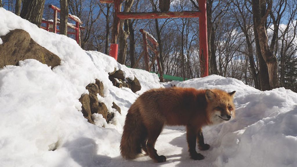 Esta reserva natural acoge más de 100 ejemplares de seis especies diferentes