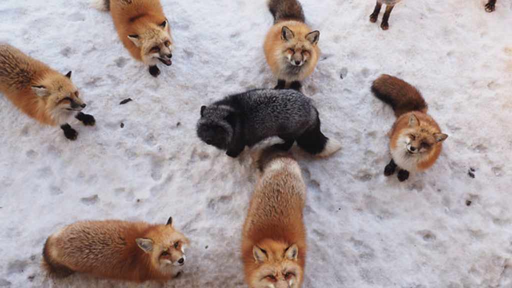 La magia de 'Zao Kitsune Mura', el pueblo de los zorros en Japón