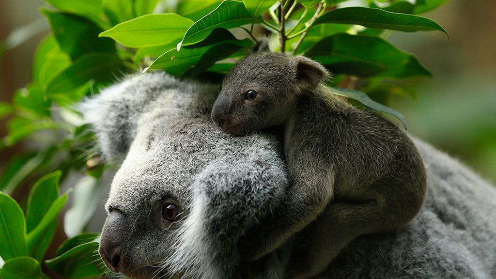 Las mejores imágenes de madres y crías
