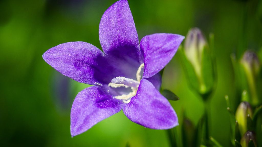 "¿Vamos a un lugar más tranquilo? ", con la campánula