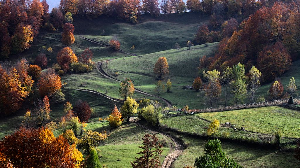 ¡Adiós a la estación de la caída de la hoja!