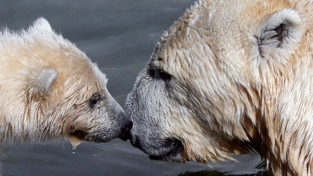 Las mejores imágenes de madres y crías