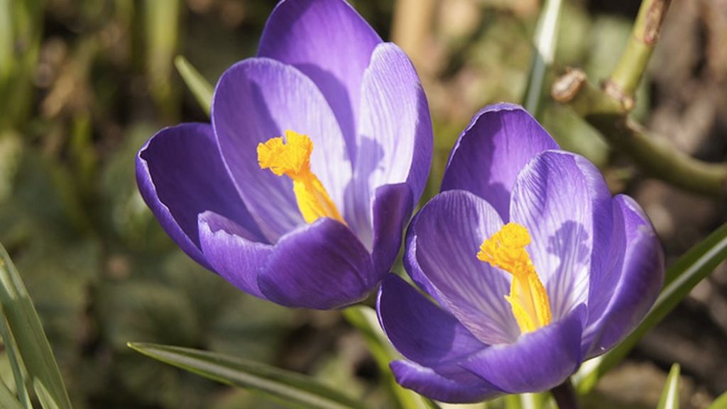 ¿Poder afrodisíaco?