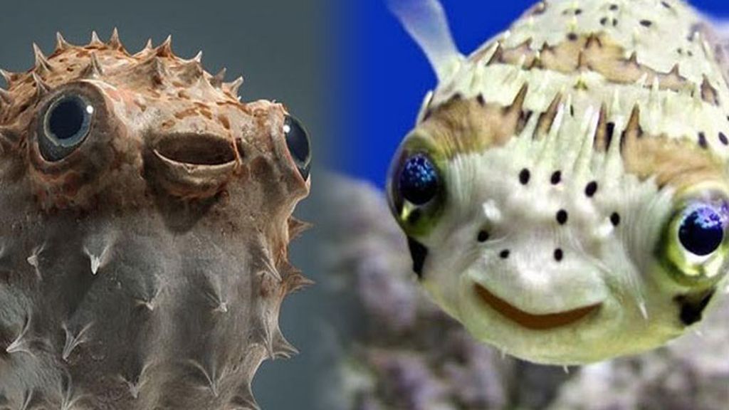 Los peces globo: tiernos… y letales