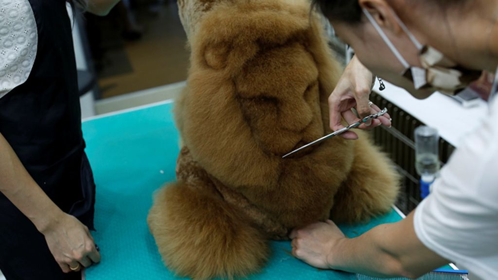 Los dueños deciden el dibujo y el estilo