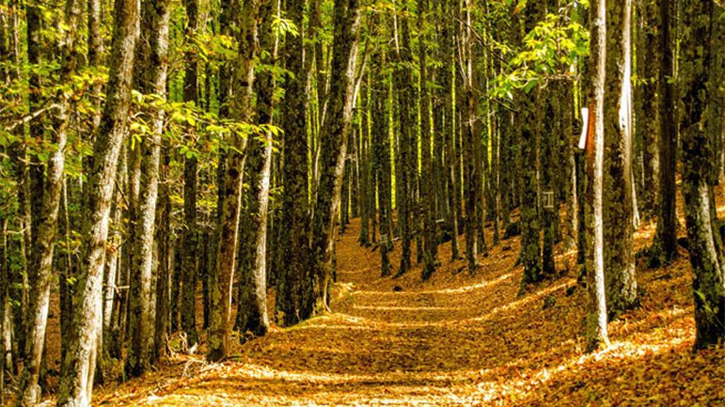 Castañar de El Tiemblo en Ávila