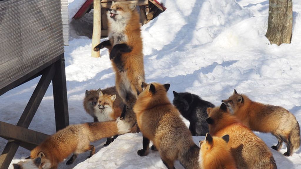 Esta reserva natural acoge más de 100 ejemplares de seis especies diferentes