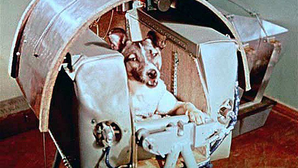 Laika fue el primer ser vivo en orbitar  la Tierra