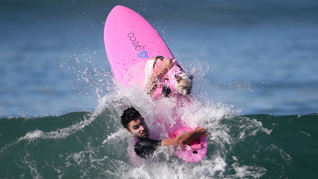 Brasileño y aventurero: te presentamos a Bono y a los mejores perros surferos