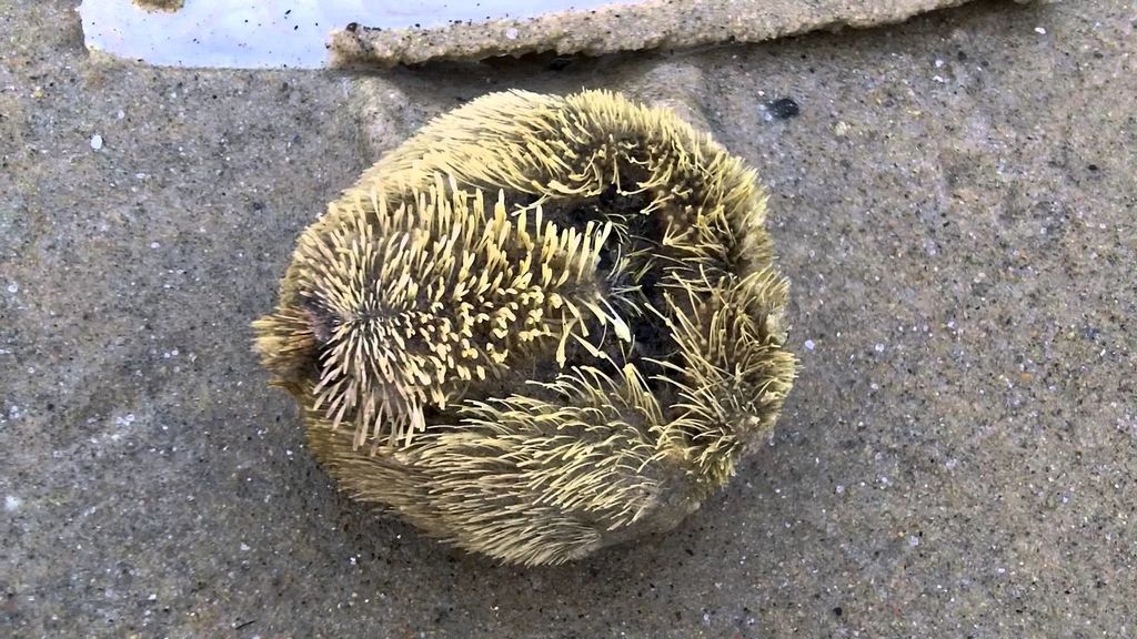 Estas extrañas bolas han inundado las playas de Reino Unido: te