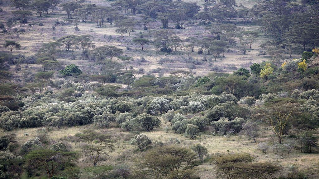 La deforestación, el mayor enemigo del Lago Nakuru