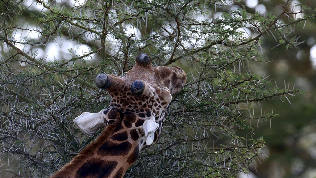 El hogar de grandes animales africanos