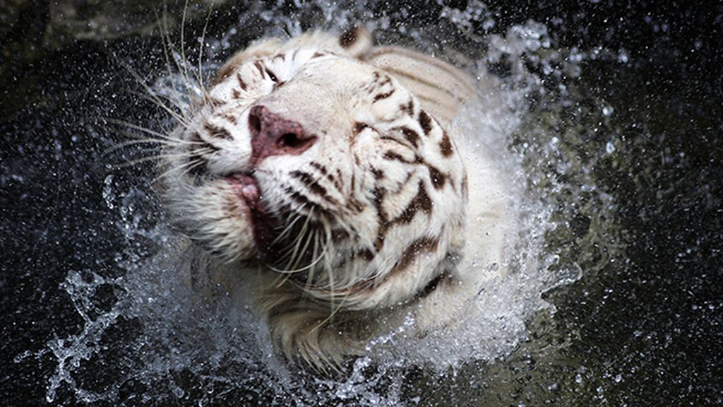 Las 19 fotos que demuestran que los animales también sufrieron con el calor