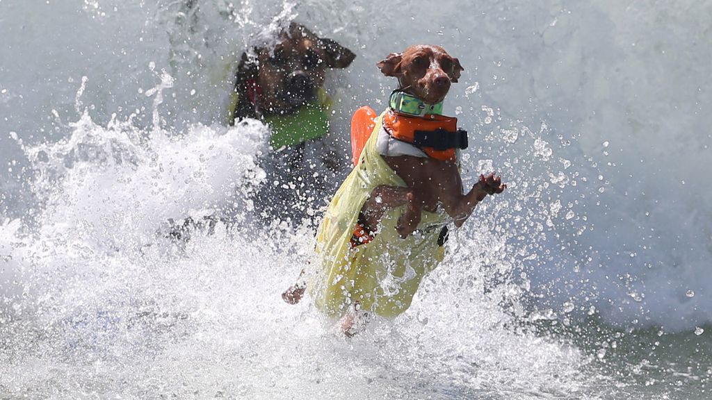 Bono y el resto de canes han competido por ver quién es el rey de las olas