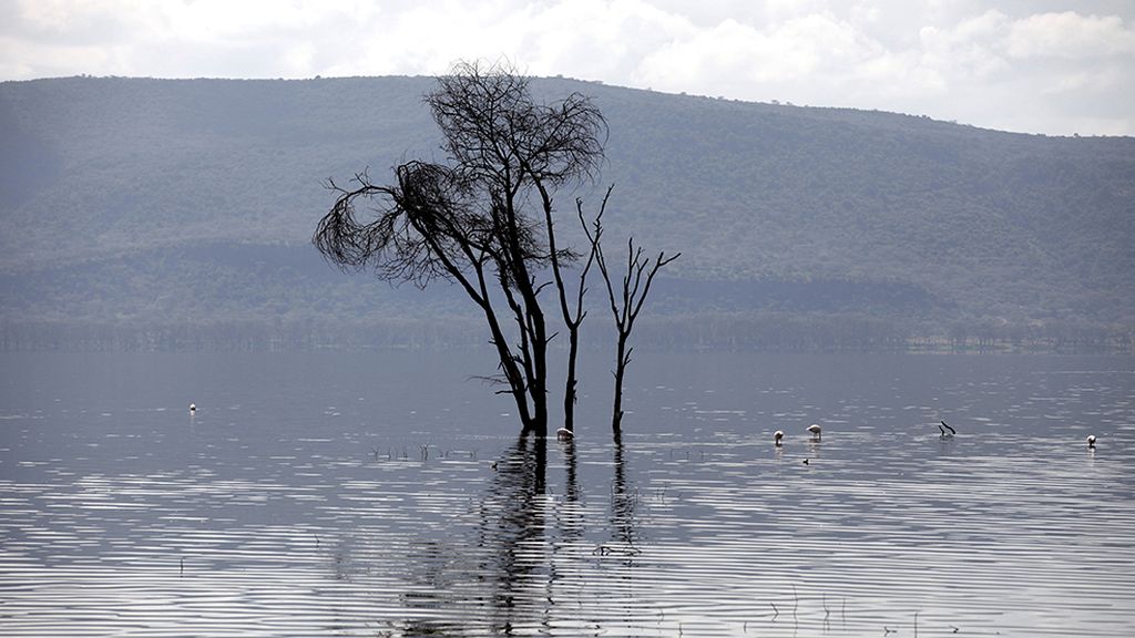 El hogar de grandes animales africanos