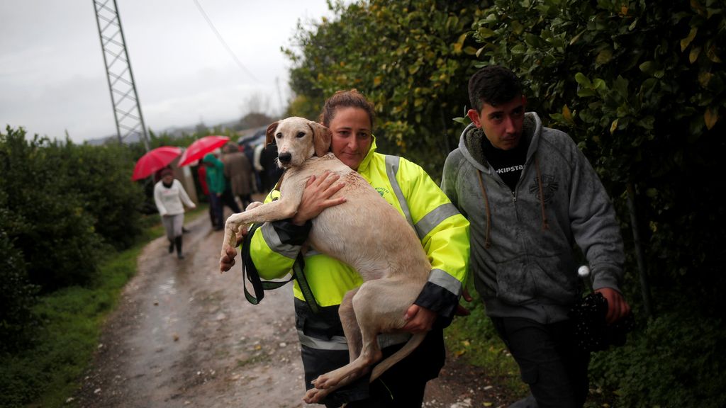 Los animales indefensos, los más vulnerables por las terribles inundaciones de Málaga en diciembre
