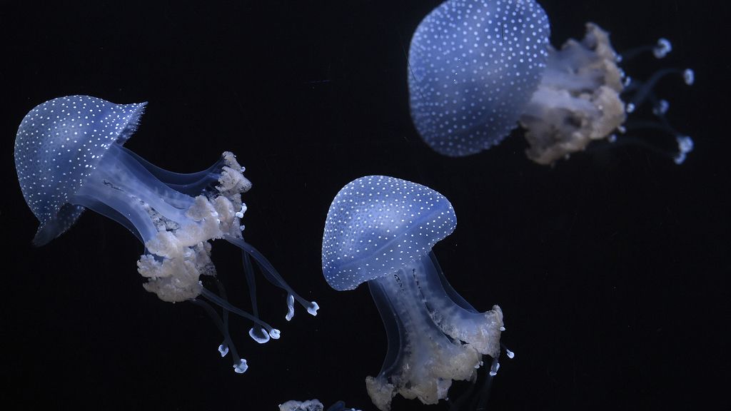 Las medusas, tus más bellas 'enemigas': diez curiosidades de esta especie inmortal
