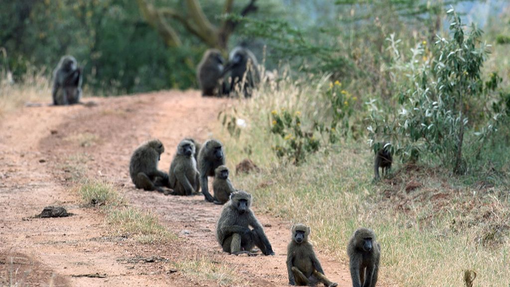 El hogar de grandes animales africanos