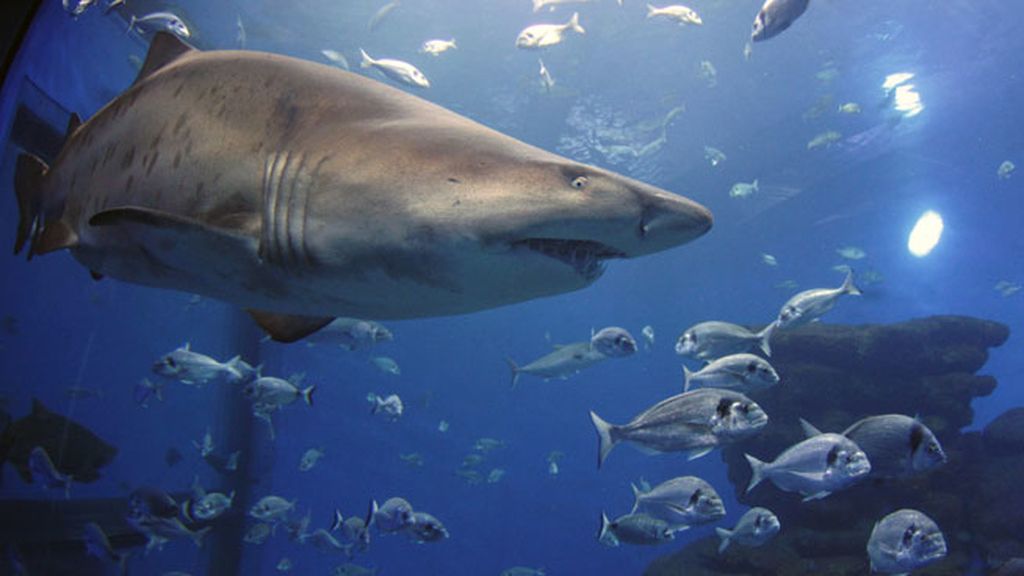 Los tiburones, ¿de paso por las costas españolas?