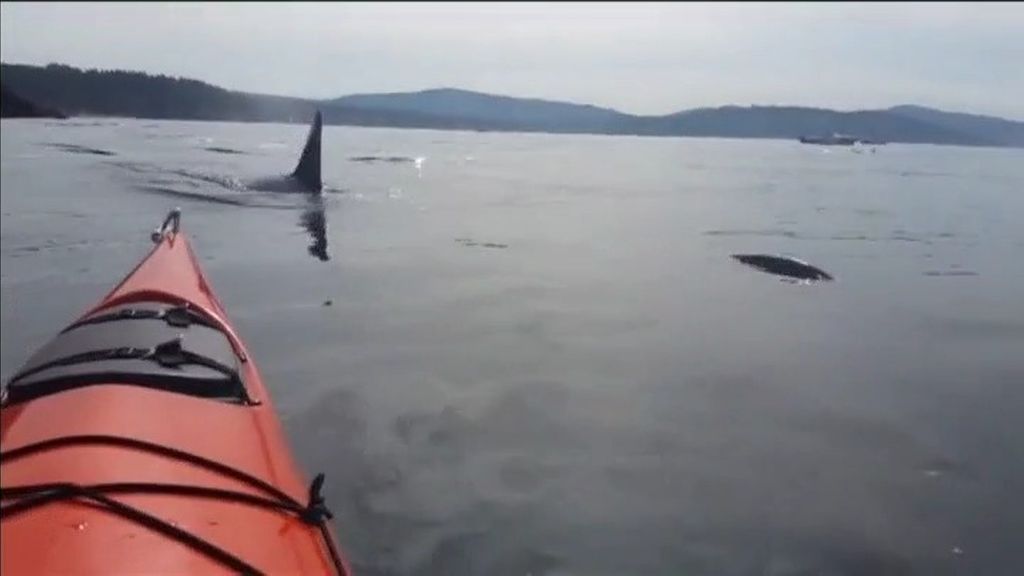 Navegando entre orcas