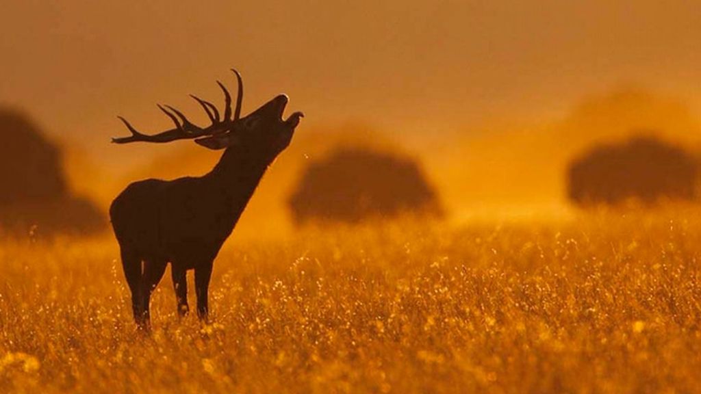 La 'llamada de amor' del ciervo: 10 lugares únicos para disfrutar de la berrea en otoño