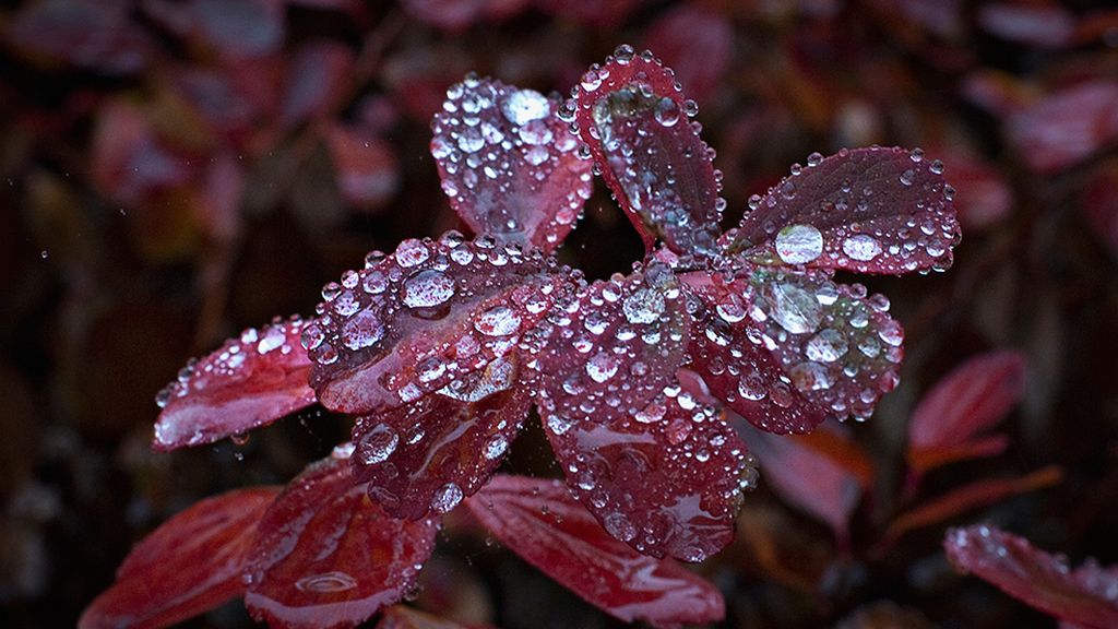 ¡Adiós a la estación de la caída de la hoja!
