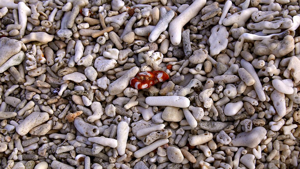El conjunto de arrecife coralífero más extenso del mundo