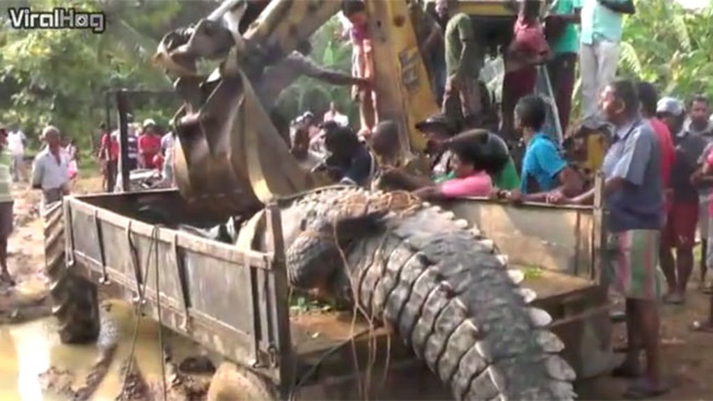 Un cocodrilo gigante se hace viral al no poder salir del canal del río Nilawala