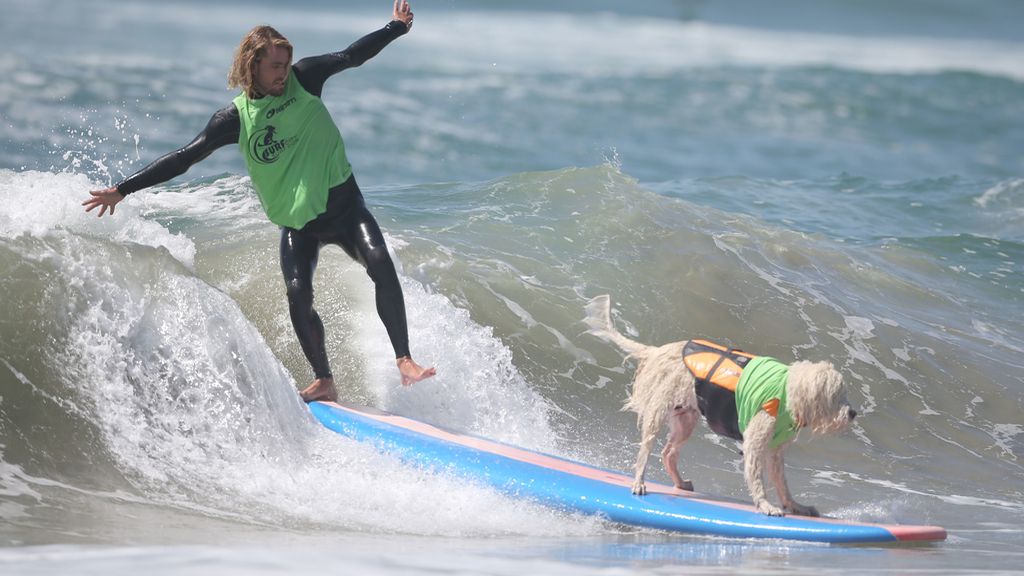 Bono y el resto de canes han competido por ver quién es el rey de las olas