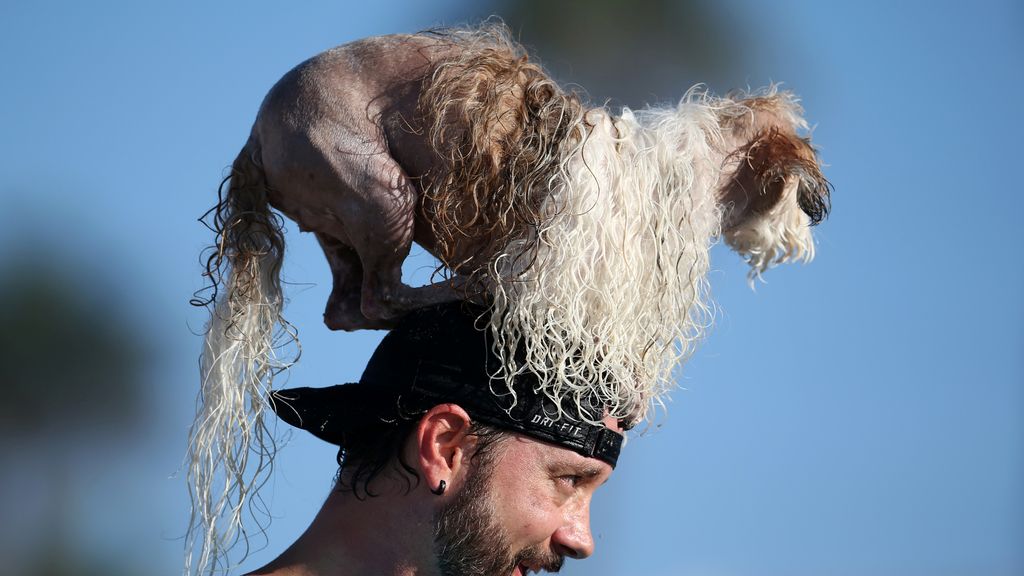 Bono y el resto de canes han competido por ver quién es el rey de las olas