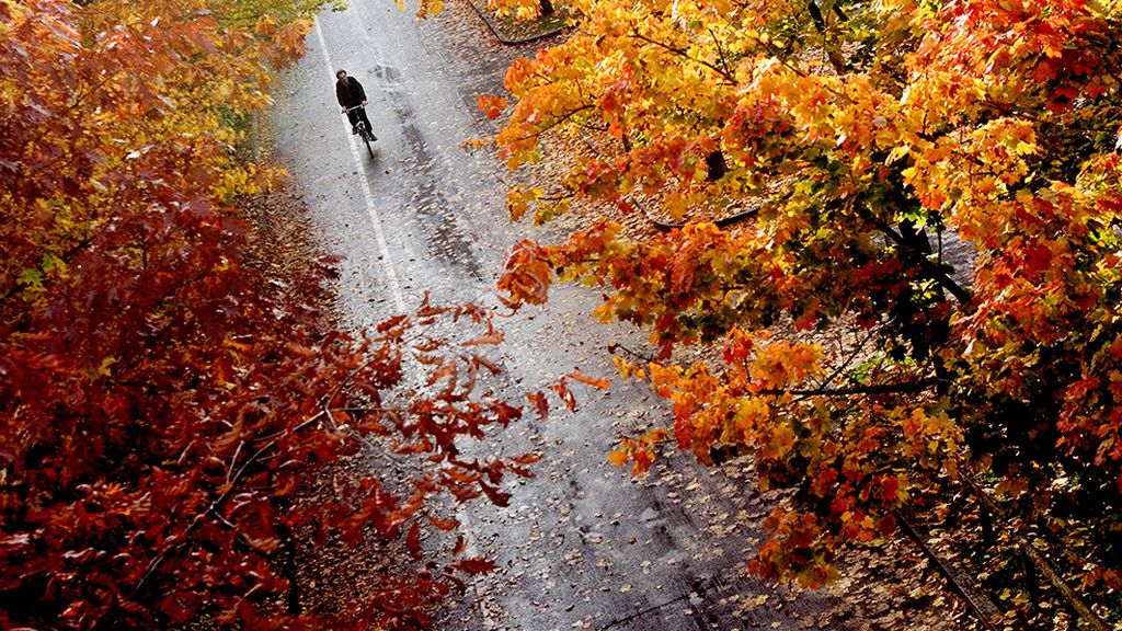 ¡Adiós a la estación de la caída de la hoja!