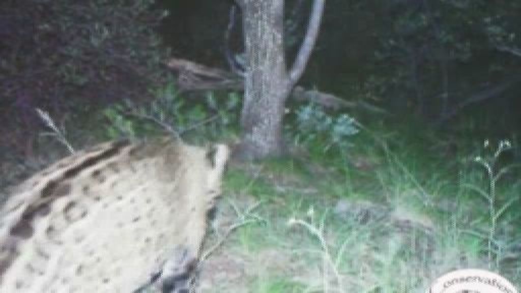 Una cámara capta imágenes del único jaguar que queda en Estados Unidos