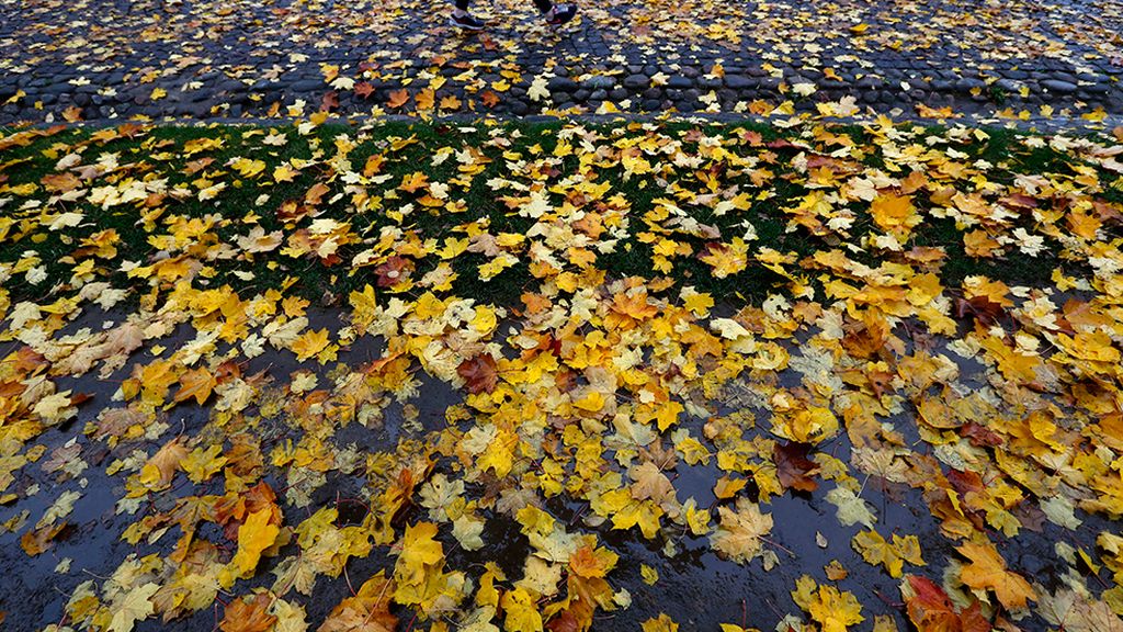 ¡Adiós a la estación de la caída de la hoja!