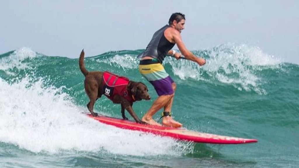 Brasileño y aventurero: te presentamos a Bono y a los mejores perros surferos